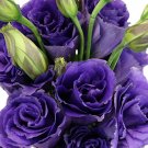 LISIANTHUS ECHO, PURPLE BLUE DEER & RABBIT RESIST ANNUAL FLOWER SEEDS