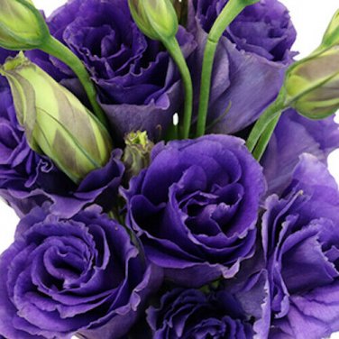 LISIANTHUS ECHO, PURPLE BLUE DEER & RABBIT RESIST ANNUAL FLOWER SEEDS