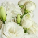 LISIANTHUS WHITE, 100% DOUBLE FLOWER, DEER & RABBIT RESISTANT, FLOWER SEEDS