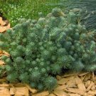 SEDUM ORACLE, SUCCULENT GROUND COVER, STONECROP PERENNIAL FLOWER SEEDS