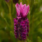 LAVENDER RARE DEEP LAVENDER LAVANDULA "FIRST YEAR FLOWERING" FLOWER SEEDS