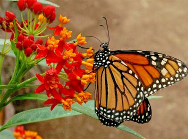 BLOODFLOWER MILKWEED Seed American Native Wildflower Garden/Container Annual