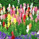 SNAPDRAGON "TETRA MIX" Flower Seeds 18-24" Tall Garden/Patio Container