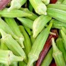 CLEMSON SPINELESS OKRA Seeds Organic American Heirloom Easy to Grow 65 Days