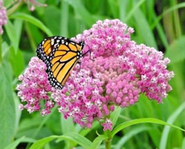 SWAMP/ROSE MILKWEED Seeds Monarch Butterflies American Native Wildflower