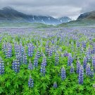 EUROPEAN LUPINE Seed Wildflower Violet Purple Blooms Spring Summer Perennial