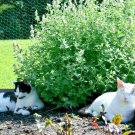 CATNIP Seeds Cat Sedative Herbal Fly/Mosquito Repellent Containers/Garden