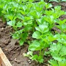 TALL UTAH CELERY Seeds Organic Non-GMO Non-Hybrid American Heirloom Sprouts