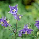 DWARF COLUMBINE Seeds European Woodland Wildflower Garden/Patio Containers