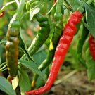 LONG THIN CAYENNE PEPPER Seed Organic Open Pollinated Garden/Patio Container