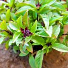 THAI BASIL Seeds Asian Flowering Herb Sweet Fragrant Garden/Patio Containers