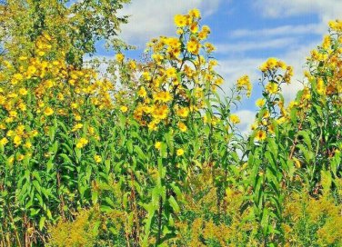 SAWTOOTH SUNFLOWER Seeds American Native Wildflower 8ft+ Tall Deer Resis