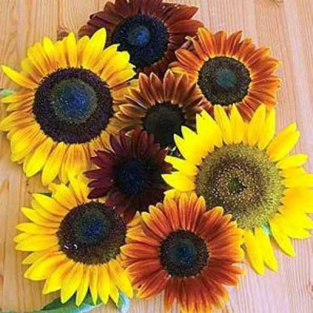 AUTUMN BEAUTY SUNFLOWER MIX Seeds Fall Colors American Native Wildflower