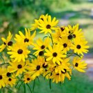 SWAMP SUNFLOWER Seeds Clumping Perennial Native Wildflower Salt Poor Soils