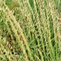 SIDE OATS GRAMA Seed Native Prairie Tall Grass Clumping Ornamental Perennial