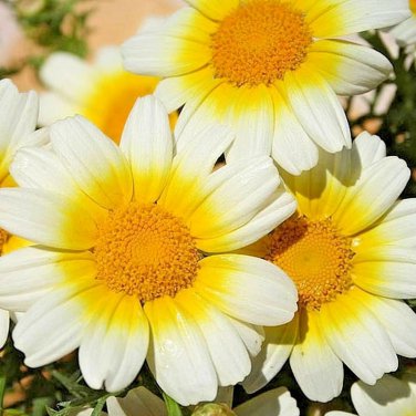 GARLAND DAISY Flower Seeds Asian Cuisine/Medicinal/Teas Prairie Wildflower