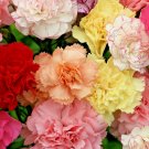 CARNATION "CHABAUD MIX" Flower Seeds 8 COLORS Big Long Lasting Blooms Garden