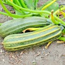 COCOZELLE ZUCCHINI Seeds Organic Non-Gmo Italian Heirloom Garden/Container