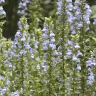 GREAT BLUE LOBELIA Seed American Native Wildflower Wetlands Prairie Woodland