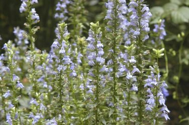GREAT BLUE LOBELIA Seed American Native Wildflower Wetlands Prairie Woodland