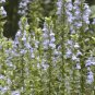 GREAT BLUE LOBELIA Seed American Native Wildflower Wetlands Prairie Woodland