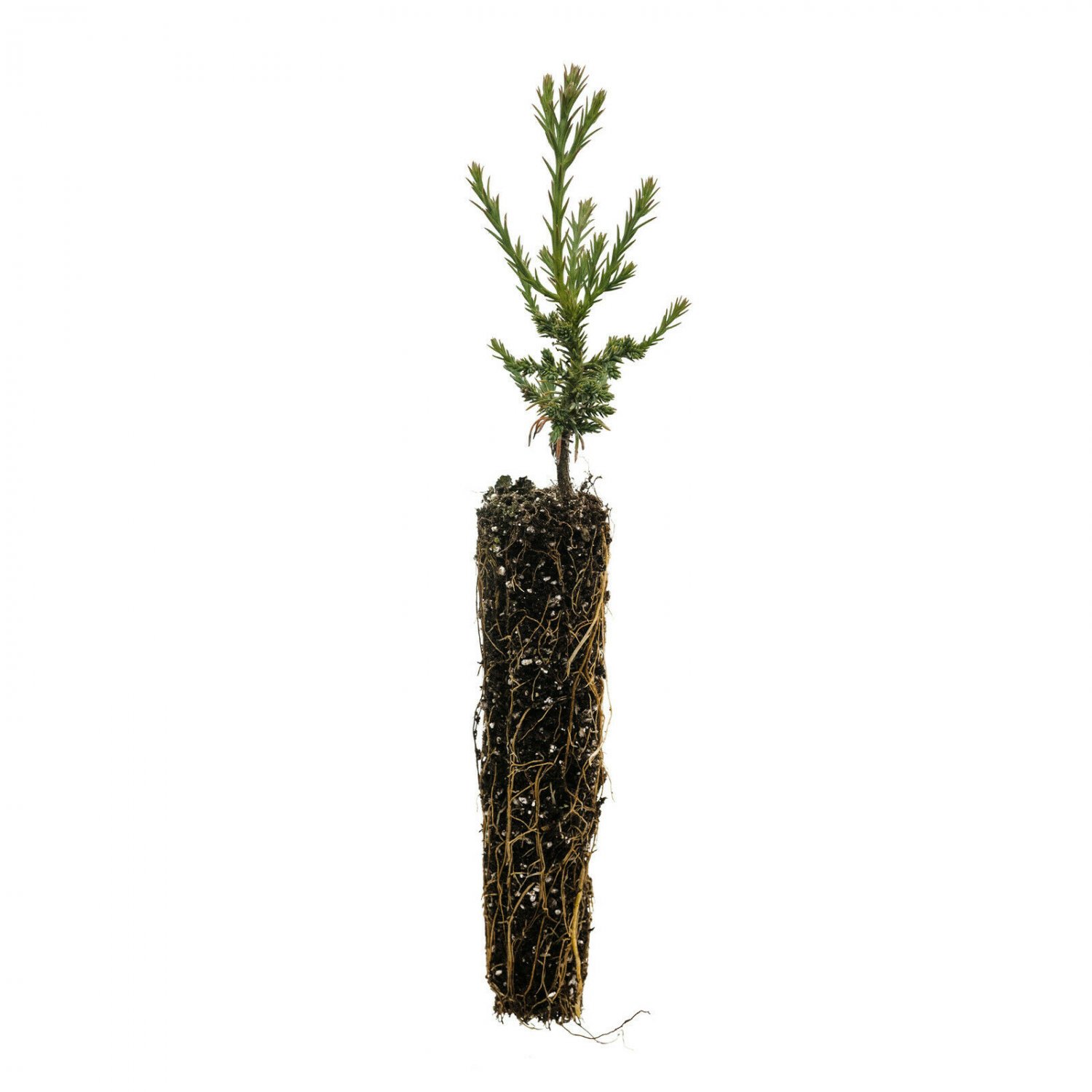 Giant Sequoia Small Tree Seedling The Jonsteen Company