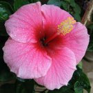 HAWAIIAN PINK HIBISCUS PLANT CUTTING 1 Cutting 2 - 4 In. Long