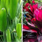 HAWAIIAN COMBO RED and GREEN TI PLANT LOGS 1 Pack with 1 GREEN LOG, 1 RED LOG