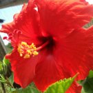 HAWAIIAN RED HIBISCUS PLANT CUTTING 2 - 4 Inches long Unrooted