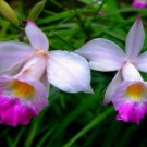 Hawaiian Bamboo Orchid Starter Roots – 1 Pack 2 Roots per Pack