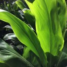 HAWAIIAN GREEN TI PLANT LOGS 1 Pack with 2 LOGS