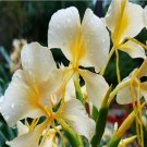HAWAIIAN WHITE GINGER HEDYCHIUM CORONARIUM 2 ROOTS STARTER ROOT- Fragrant