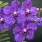 Strap Leaf Vanda Orchid Hawaiian Starter Plant 4 - 6 In. Tall 2.5 In. pot