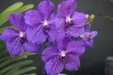 Strap Leaf Vanda Orchid Hawaiian Starter Plant 4 - 6 In. Tall 2.5 In. pot