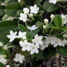 Stephanotis Floribunda Madagascar Jasmine