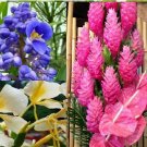 Hawaiian Tropical Ginger Plant Roots - Red, Blue, White, Yellow and Pink