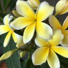 HAWAIIAN YELLOW PLUMERIA FRANGIPANI PLANT CUTTING 9 - 12 IN. LONG UNROOTED