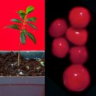 Eugenia Ligustrina Privett Stopper Red Cherry Fruit Tropical Tree Plant RARE