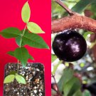 Red Hybrid Jaboticaba Myrciaria Plinia cauliflora x aureana Fruit Tree Plant
