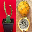 Yellow Dragon Fruit Pitahaya Pitaya Hylocereus Megalanthus Rooted Starter Plant