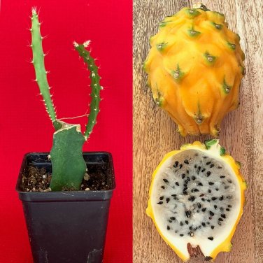 Yellow Dragon Fruit Pitahaya Pitaya Hylocereus Megalanthus Rooted Starter Plant