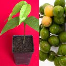 Spanish Lime Genip Guinep Ginepa Limoncillo Melicoccus Bijugatus Fruit Plant