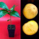 Ross Sapote Poteria Sp. Egg Fruit eggnog Pouteria Campechiana Starter Plant Tree