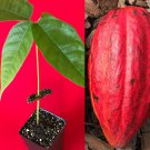 Red Theobroma Cacao Cocoa Chocolate Tropical Fruit Tree Potted Plant 10-13"