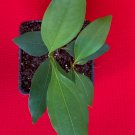 Cassia Chinese Cinnnamon Cinnamomum Starter Tree Potted Plant Spice