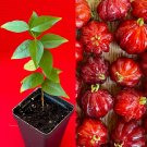BEST Pitanga Eugenia Uniflora Surinam Cherry Plant Dark Red Fruit Tree Potted