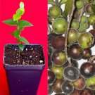 Plinia Nana Dwarf Jaboticaba Jabuticaba Fruit Tree Plant Ana do cerrado RARE!