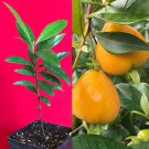 Eugenia Luschnathiana PITOMBA Potted PLANT Fruit Starter Pot Tree 4-6"