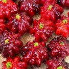 SPICY Pitanga Eugenia Uniflora Surinam Cherry Plant Dark Red Fruit Tree Potted