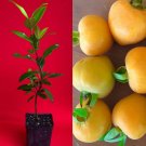 Eugenia Luschnathiana PITOMBA Potted PLANT Fruit Starter Pot Tree 5"-12"